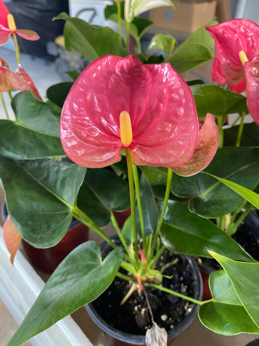 Anthuriums